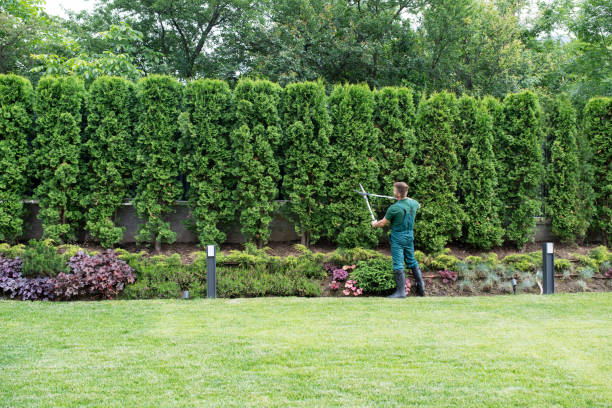 Best Organic Lawn Care Solutions  in Bedford, IA